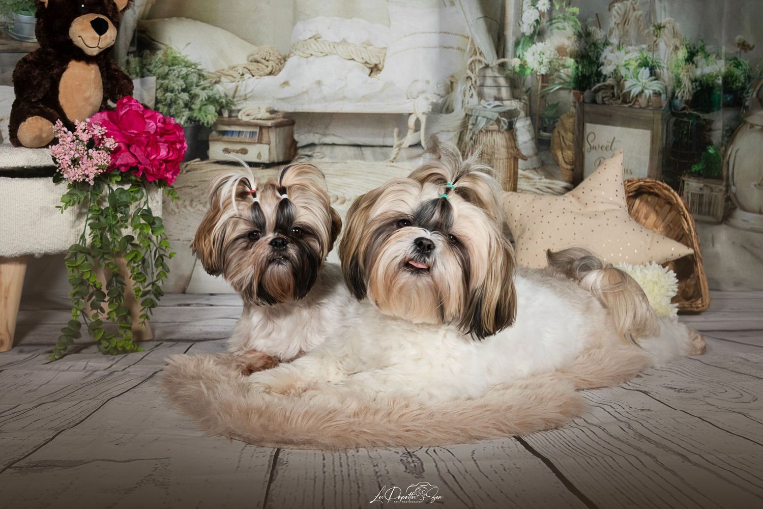 “Portrait de chien shih tzu en studio – photographe animalier Belgique”