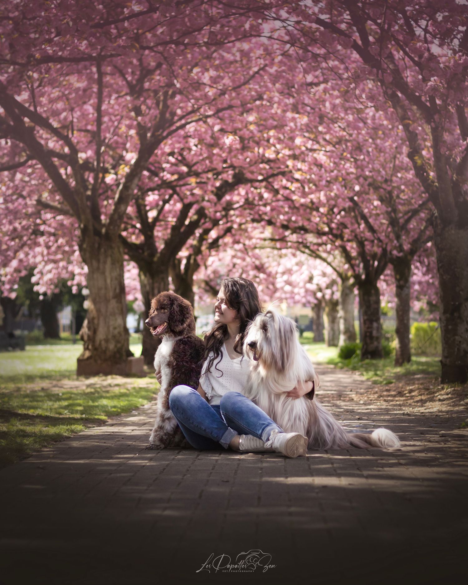 “Séance photo extérieure avec chiens et leur maman au milieu des cerisiers Sakura – côte belge”