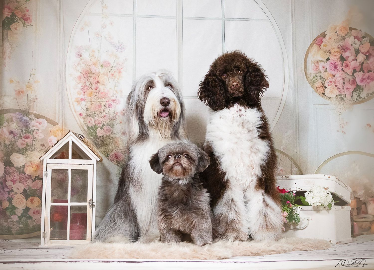 “Portrait de chien en studio – photographe animalier Belgique”