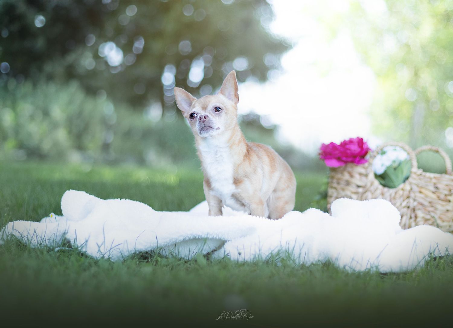 “Séance photo extérieure avec chien chihuahua– côte belge”