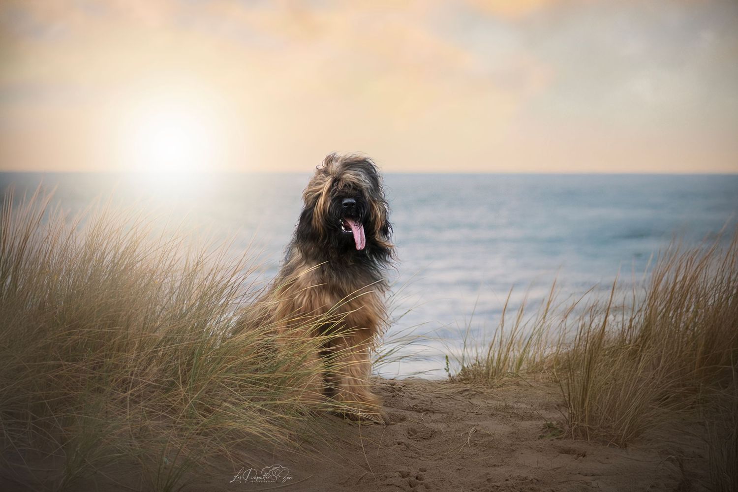 “Séance photo extérieure avec chien briard dans les dunes – côte belge”