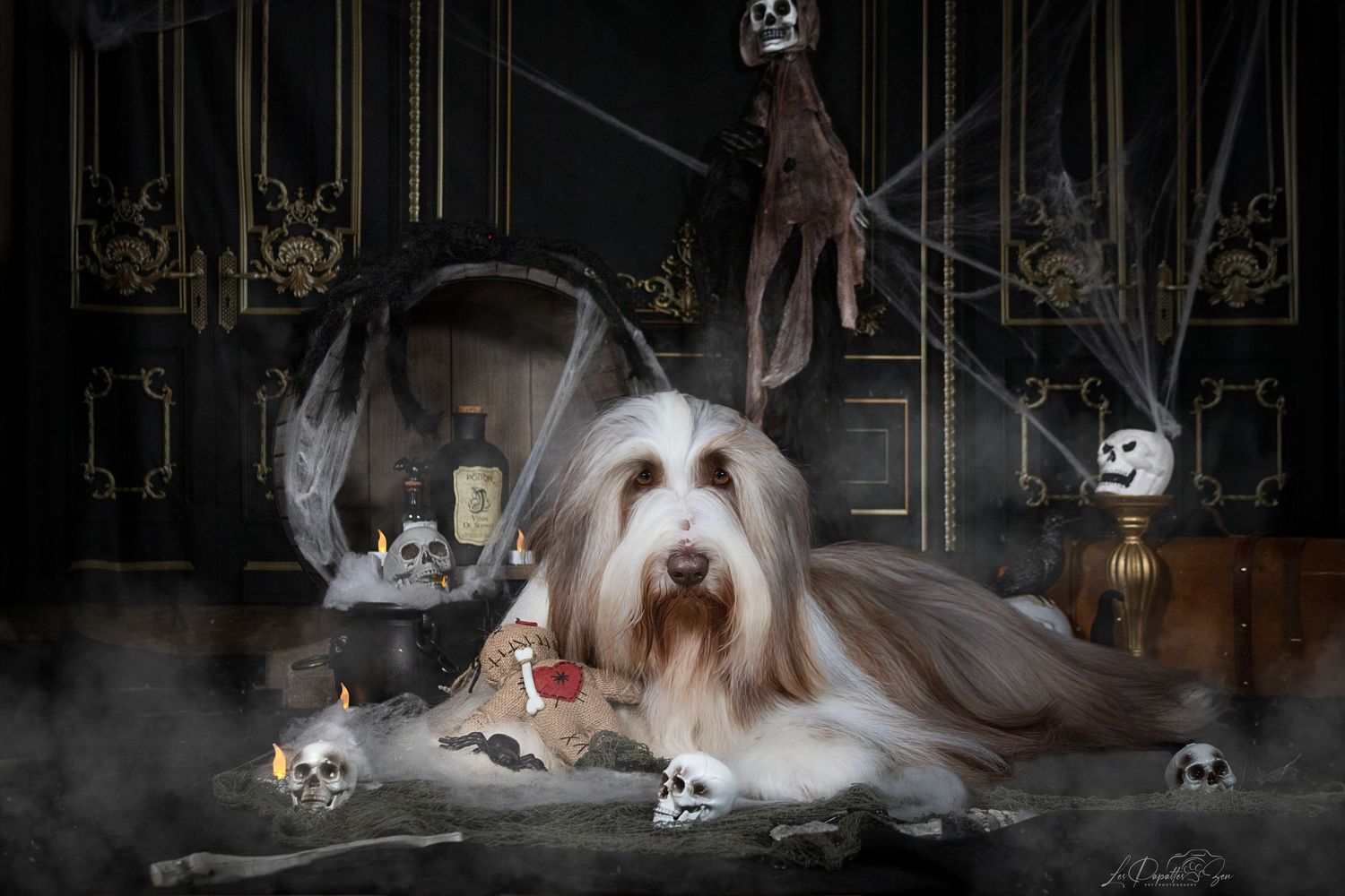 “Portrait de chien bearded collie en studio – photographe animalier Belgique”