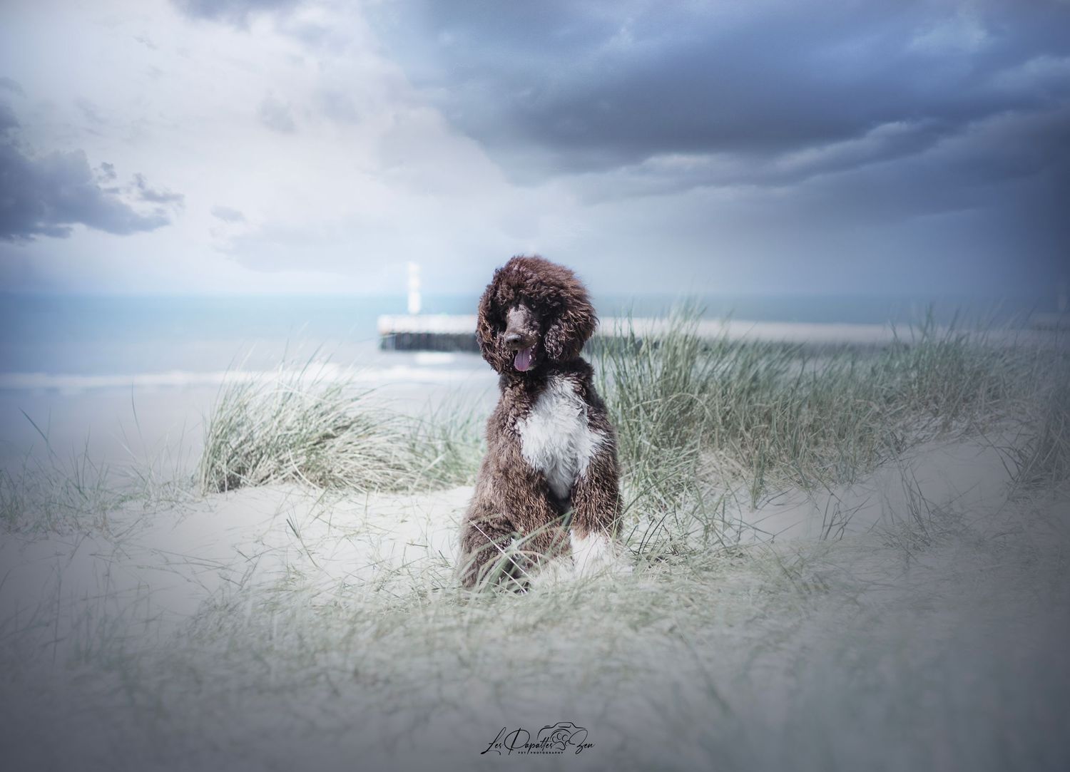 “Séance photo extérieure avec chien – côte belge”