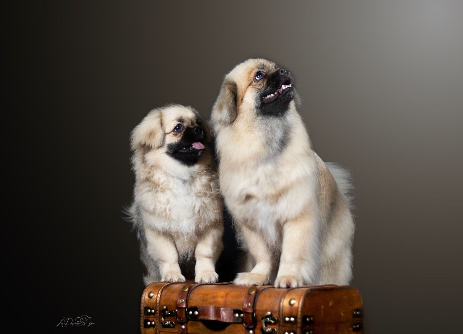 “Portrait de chien en studio – photographe animalier Belgique”