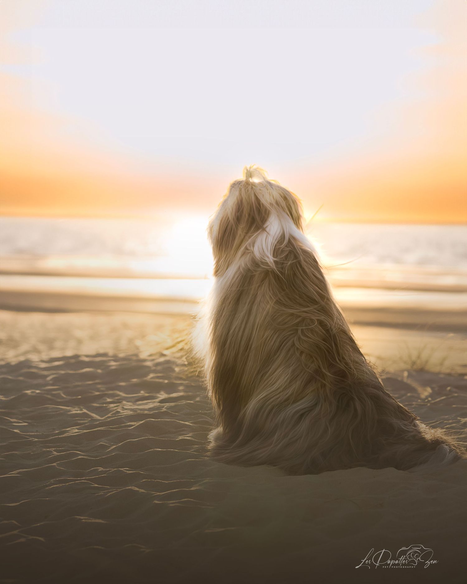 “Séance photo extérieure avec chien – côte belge”