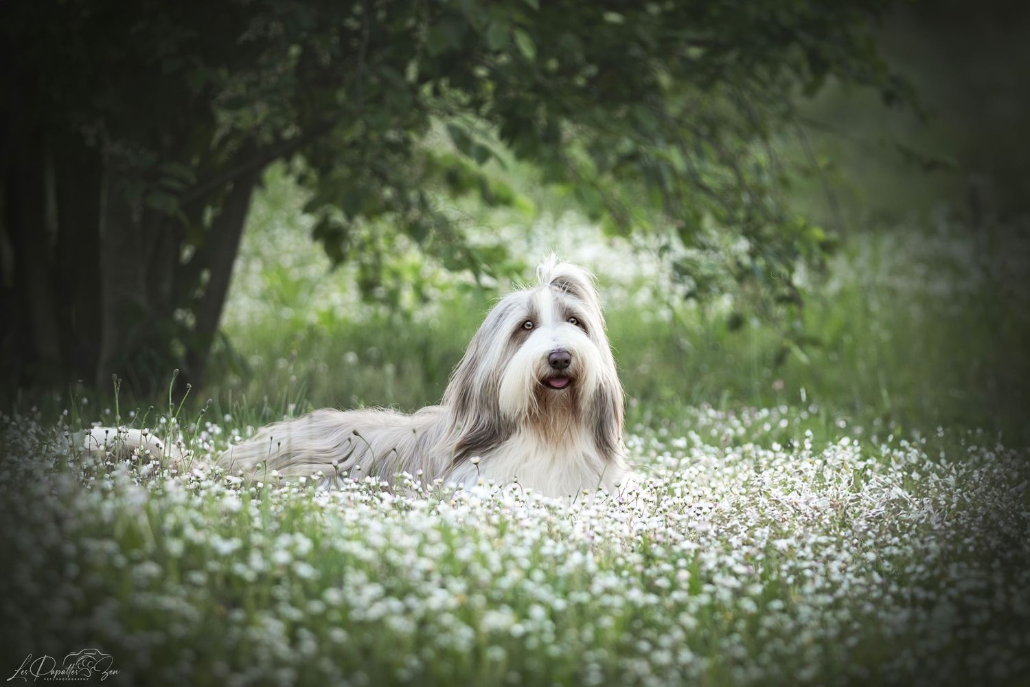 “Séance photo extérieure avec chien bearded collie au milieu des pâquerettes – côte belge”