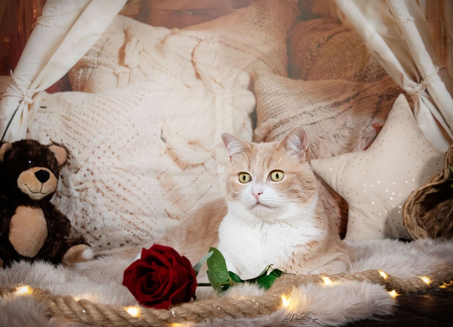 “Portrait de chat en studio – photographe animalier Belgique”