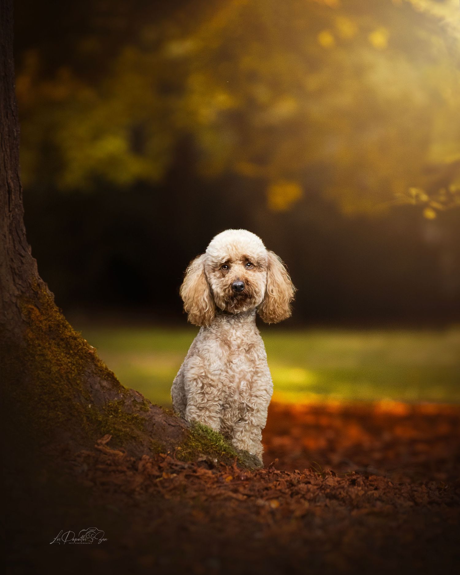 “Séance photo extérieure avec chien caniche– côte belge”