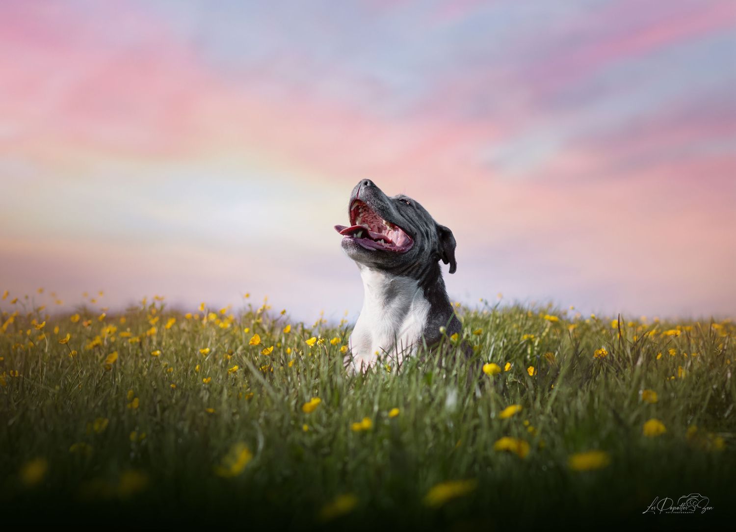 “Séance photo extérieure avec chien au milieu de belles fleurs– côte belge”