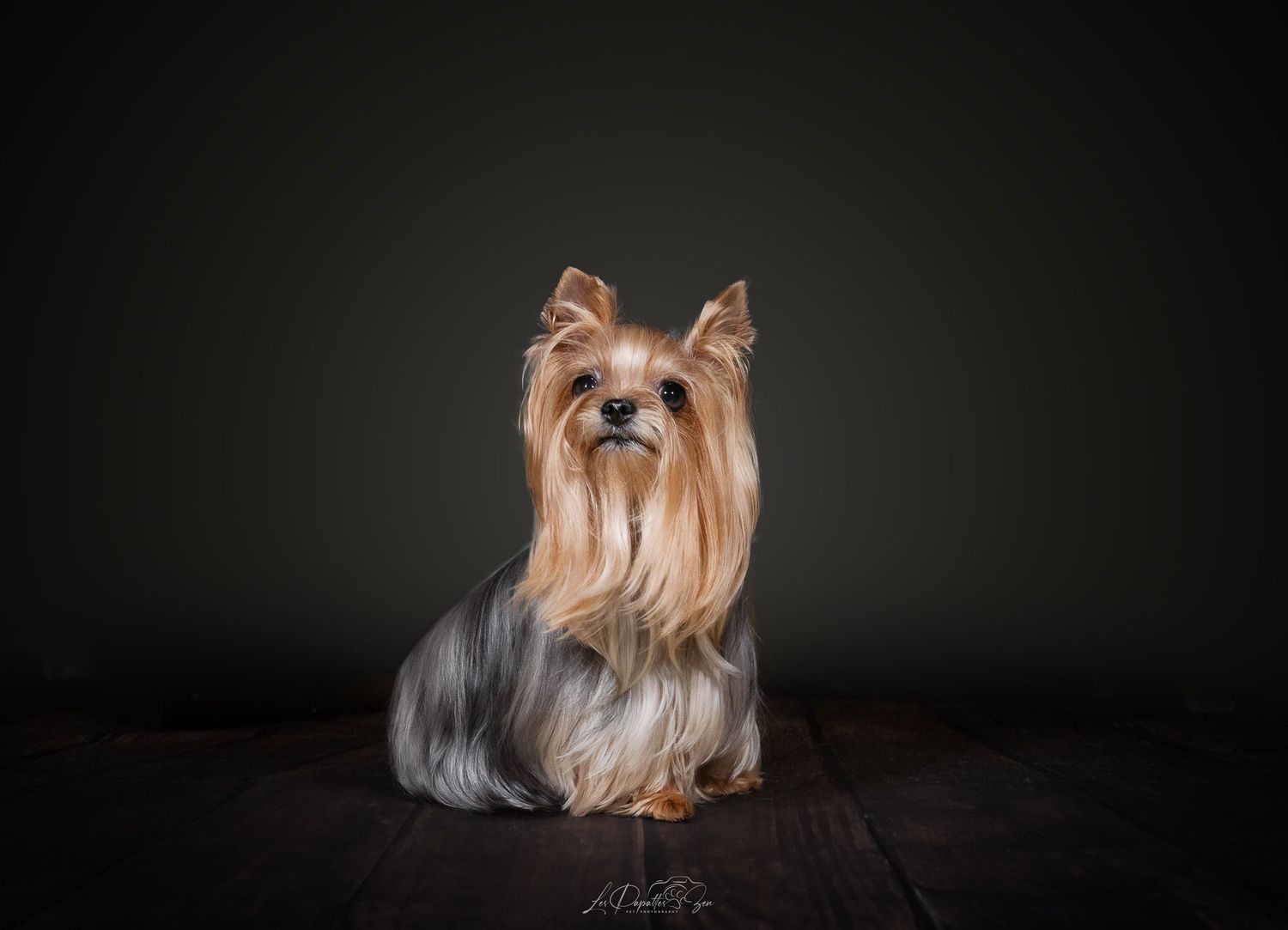 “Portrait de chien Yorkshire en studio – photographe animalier Belgique”