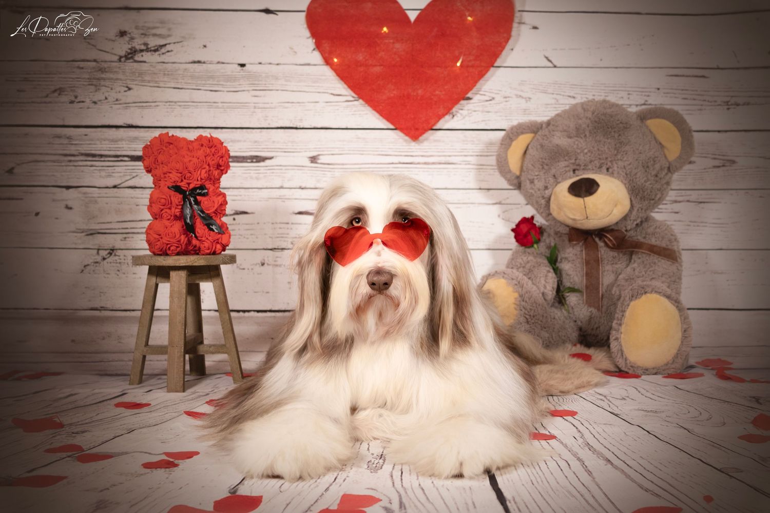 “Portrait de chien bearded collie en studio avec lunettes coeur – photographe animalier Belgique”