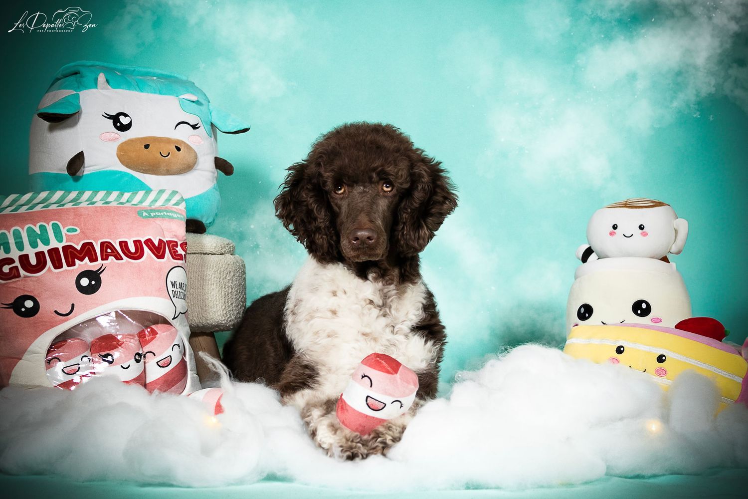 “Portrait de chien caniche royale en studio – photographe animalier Belgique”