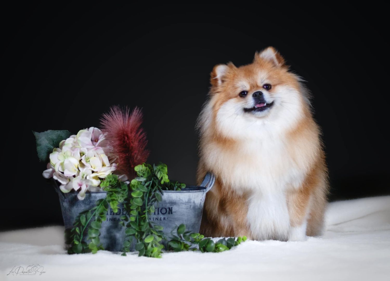 “Portrait de chien spitz en studio – photographe animalier Belgique”
