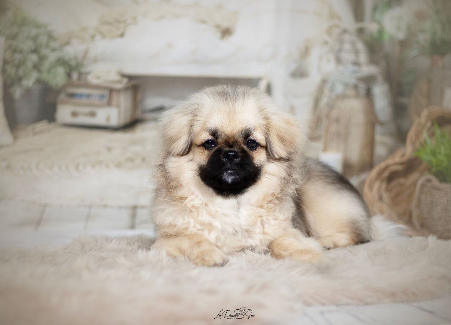 “Portrait de chien en studio – photographe animalier Belgique”
