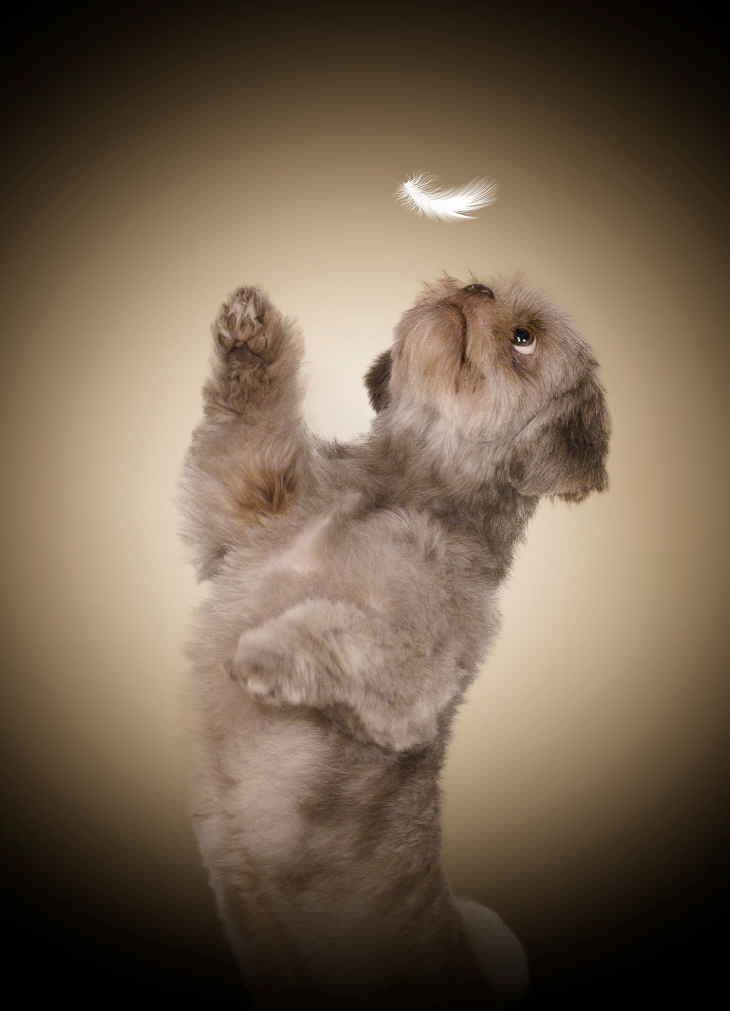 “Portrait de chien en studio tout en douceur– photographe animalier Belgique”