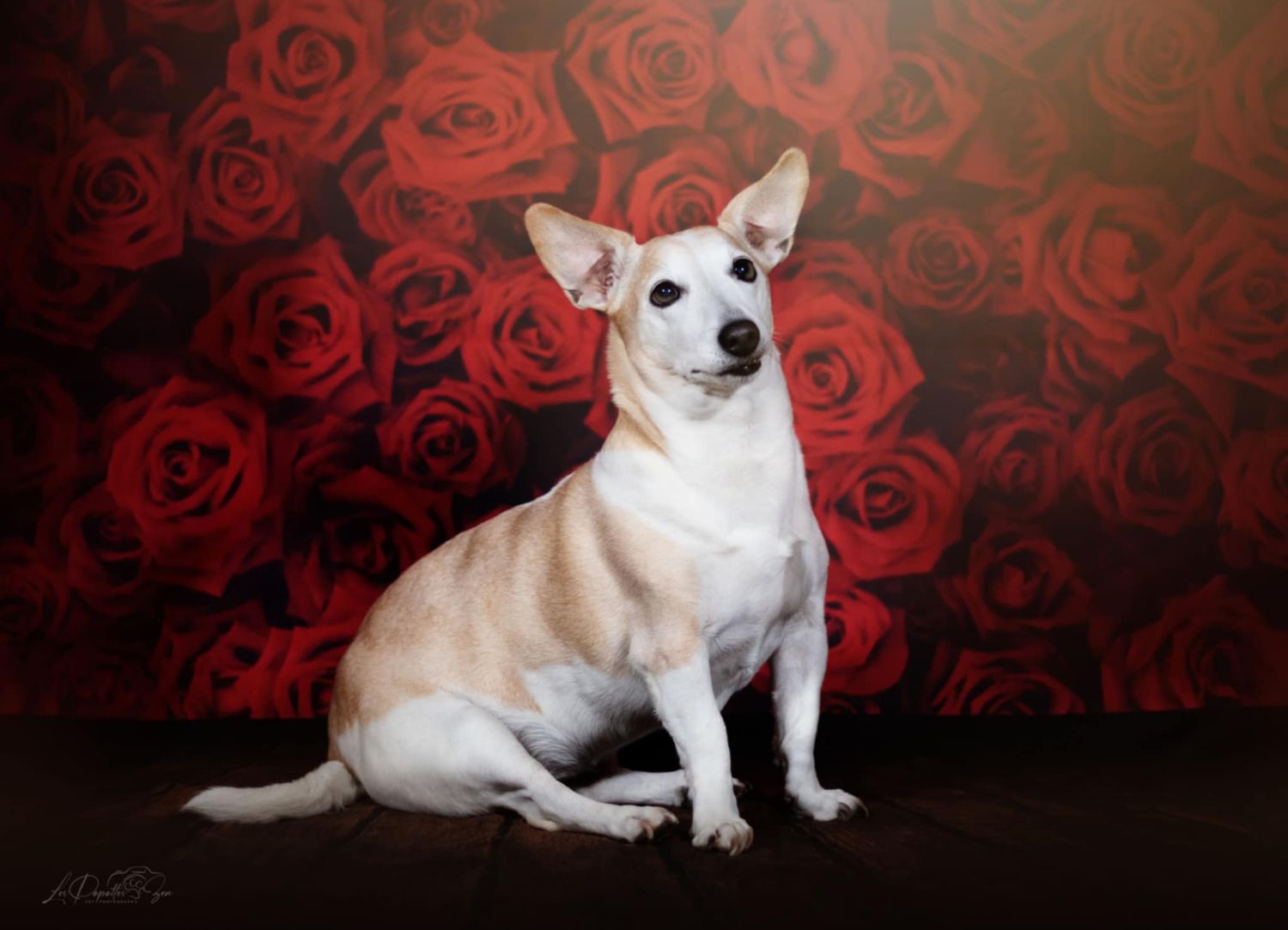 “Portrait de chien jack Russel sur décor avec des roses rouges en studio – photographe animalier Belgique”