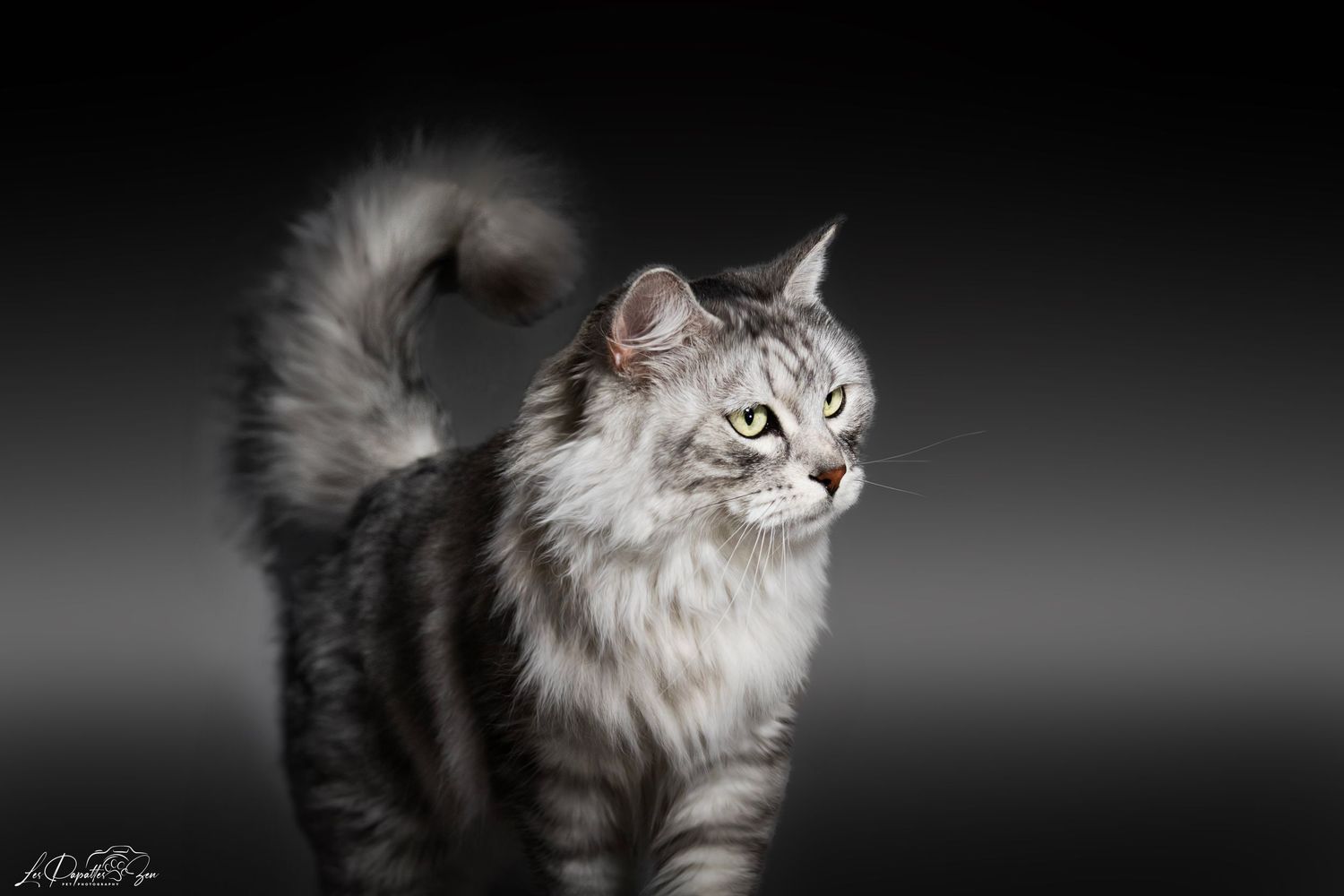 “Portrait de chat norvégien élégant en studio – photographe animalier Belgique”