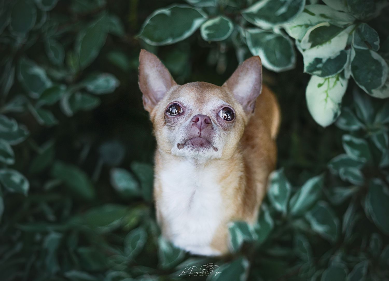 “Séance photo extérieure avec chien chihuahua– côte belge”