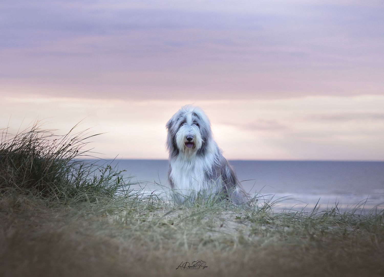 “Séance photo extérieure avec chien bearded collie  – côte belge”