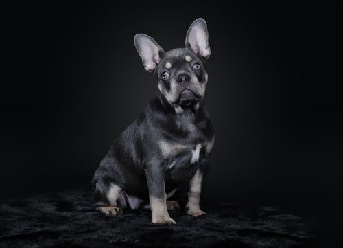 “Portrait de bébé bouledogue français en studio  – photographe animalier Belgique”