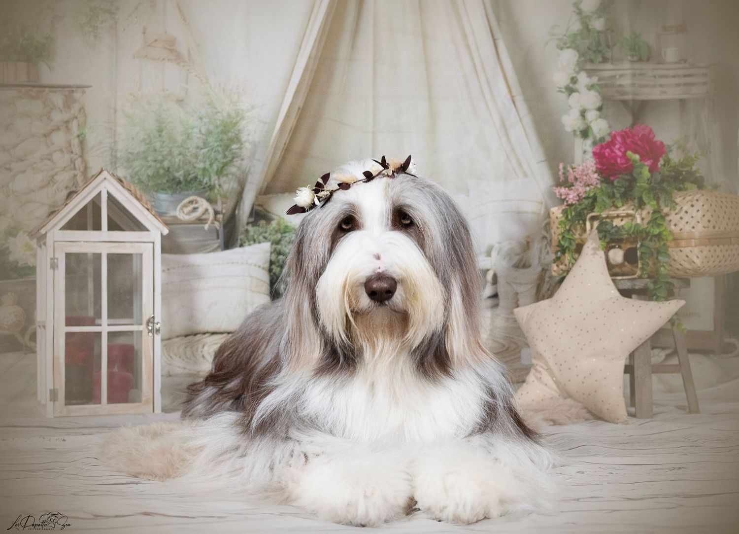 “Portrait de chien bearded collie en studio – photographe animalier Belgique”