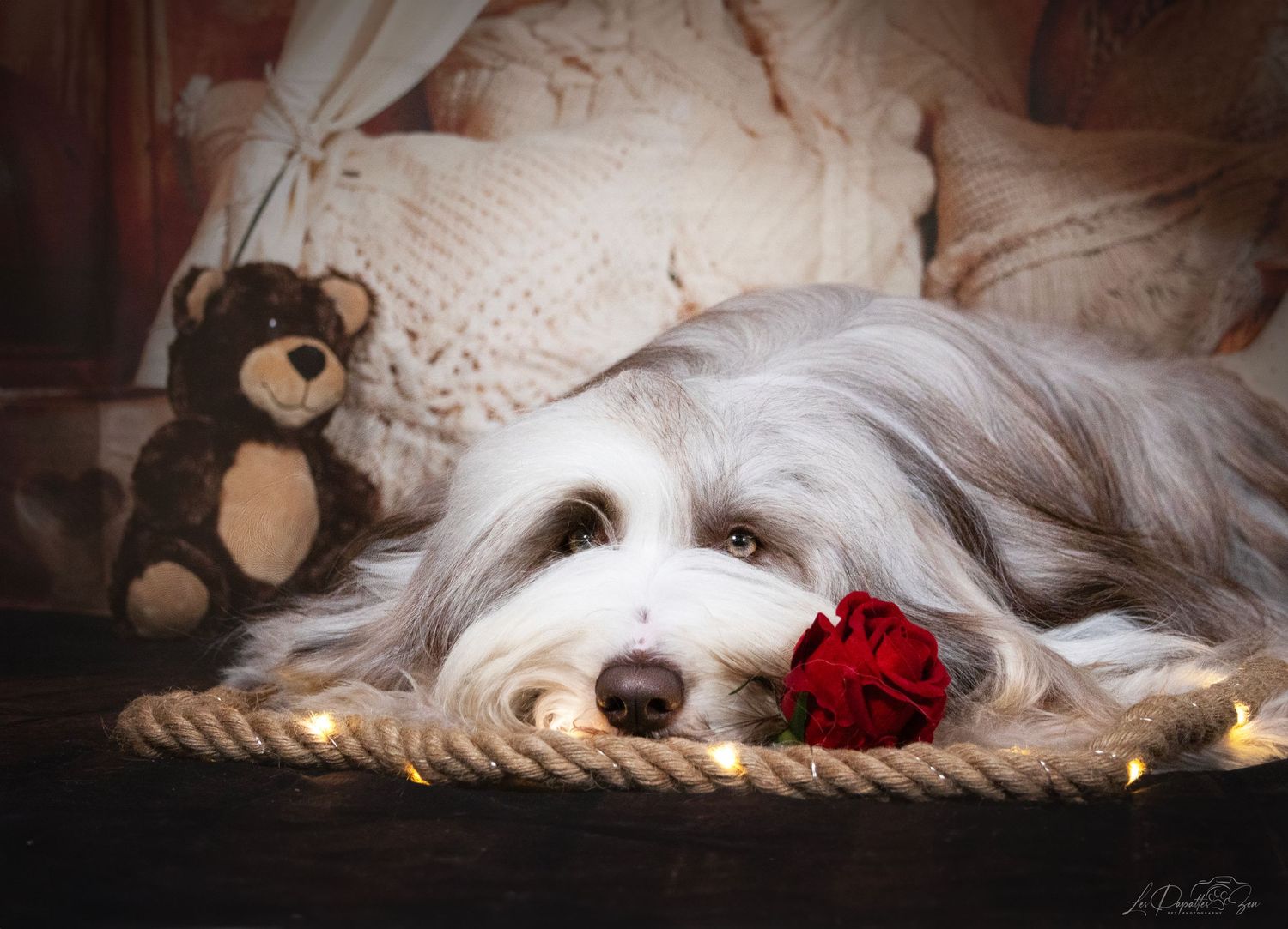 “Portrait de chien bearded collie en studio – photographe animalier Belgique”