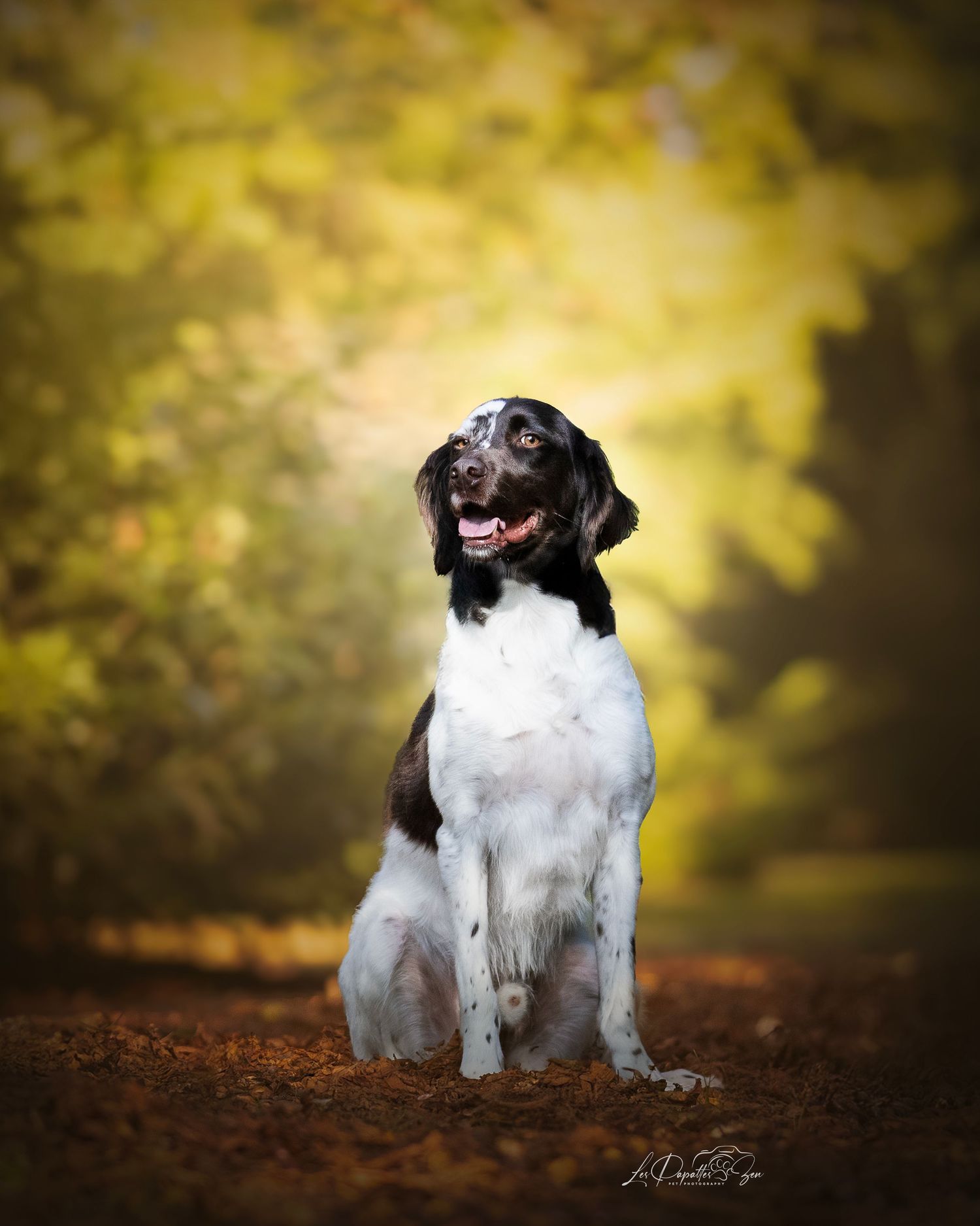 “Séance photo extérieure avec chien munster – côte belge”