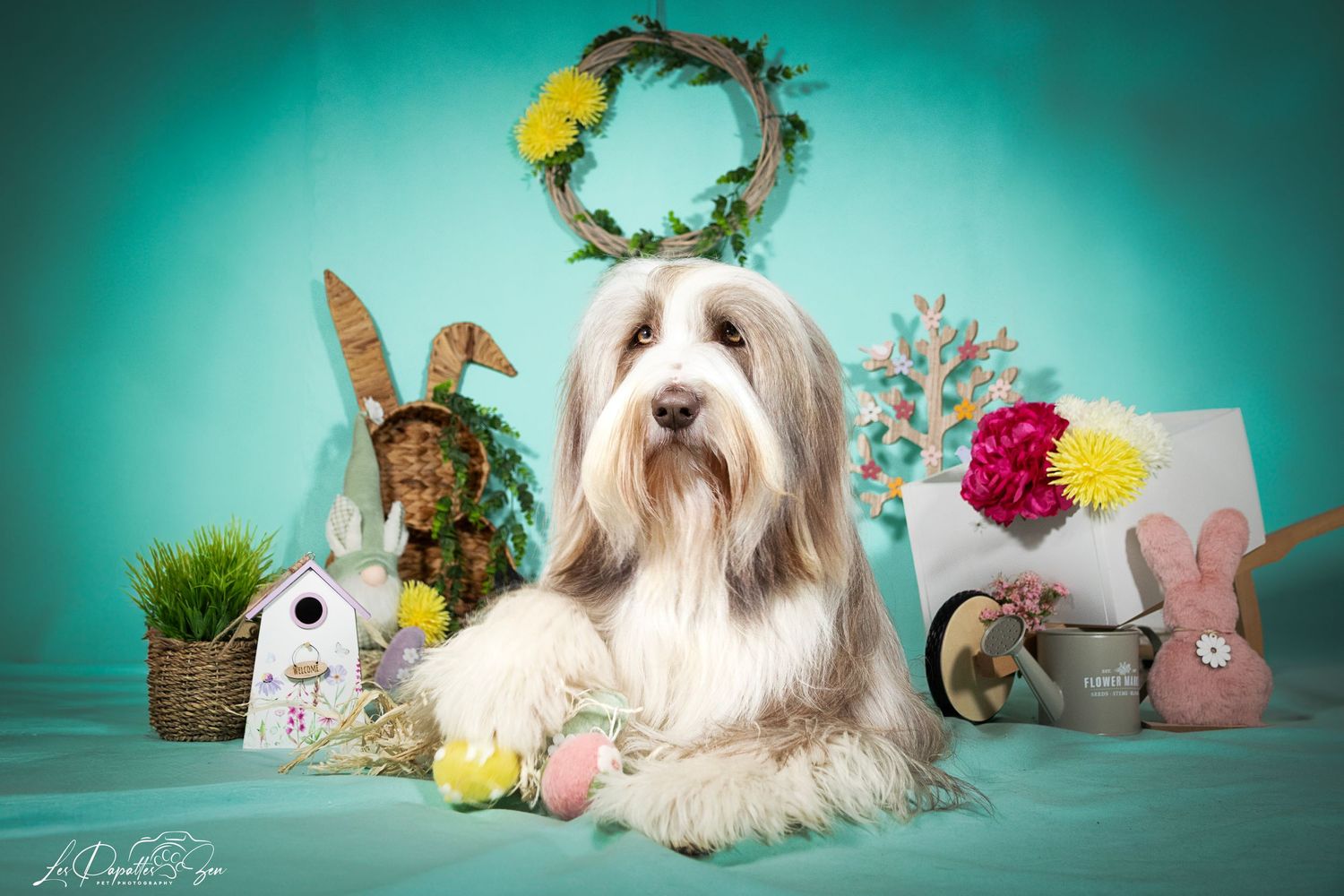 “Portrait de chien en studio – photographe animalier Belgique”