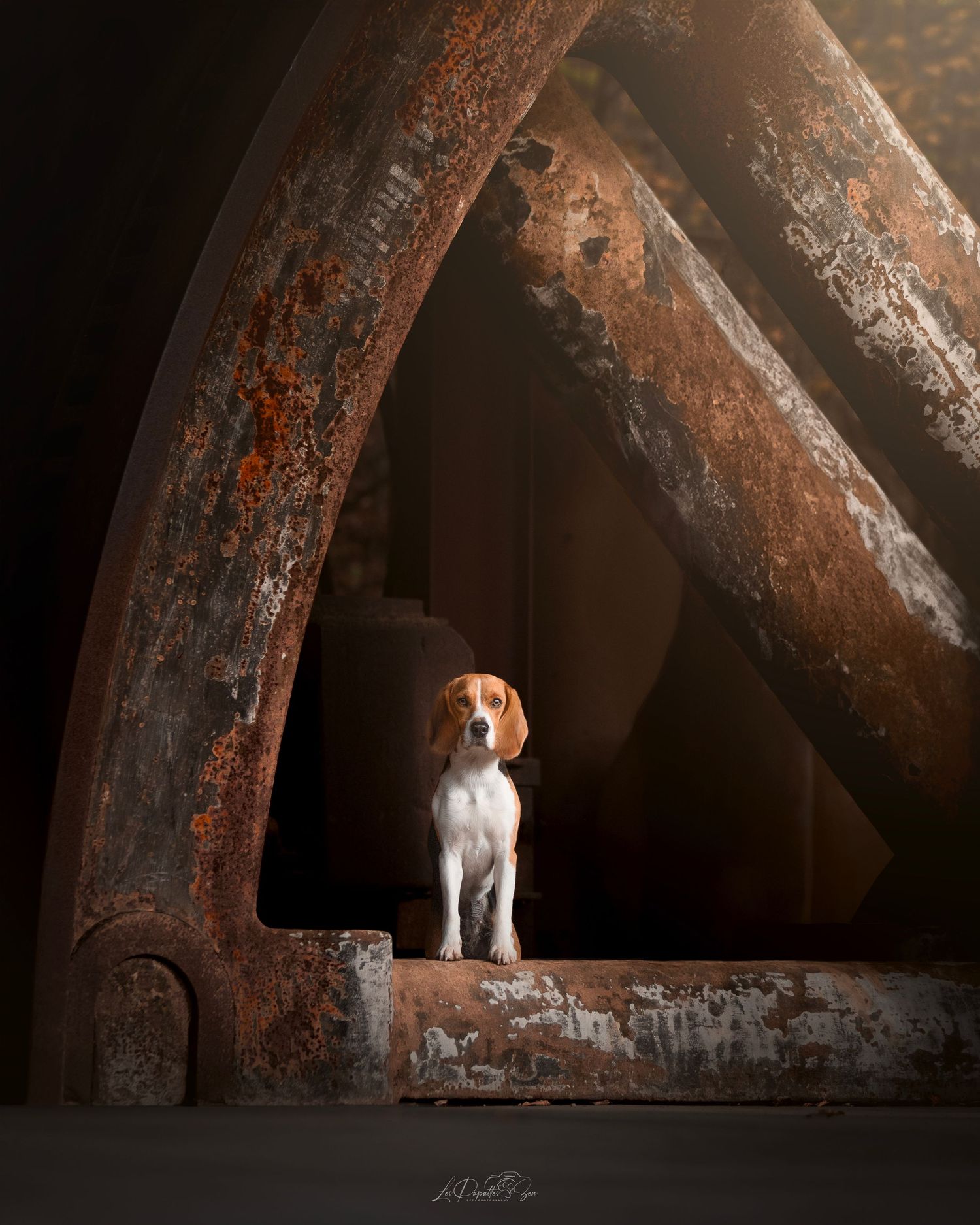 “Séance photo extérieure industrielle avec chien beagle– côte belge”