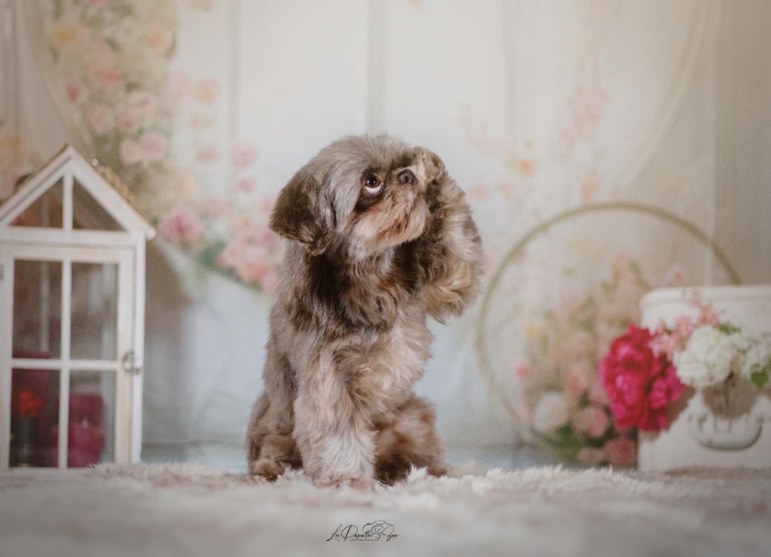 “Portrait de chien en studio – photographe animalier Belgique”