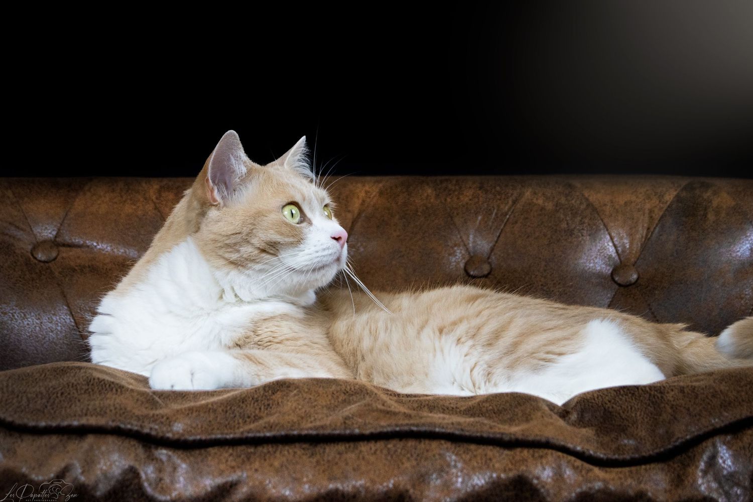 “Portrait de chat en studio – photographe animalier Belgique”