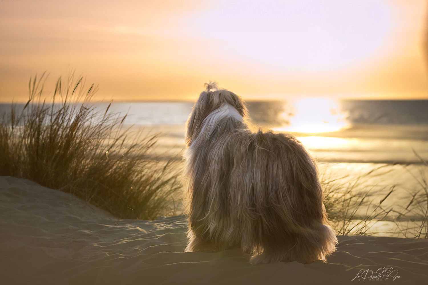 “Séance photo extérieure avec chien coucher de soleil – côte belge”