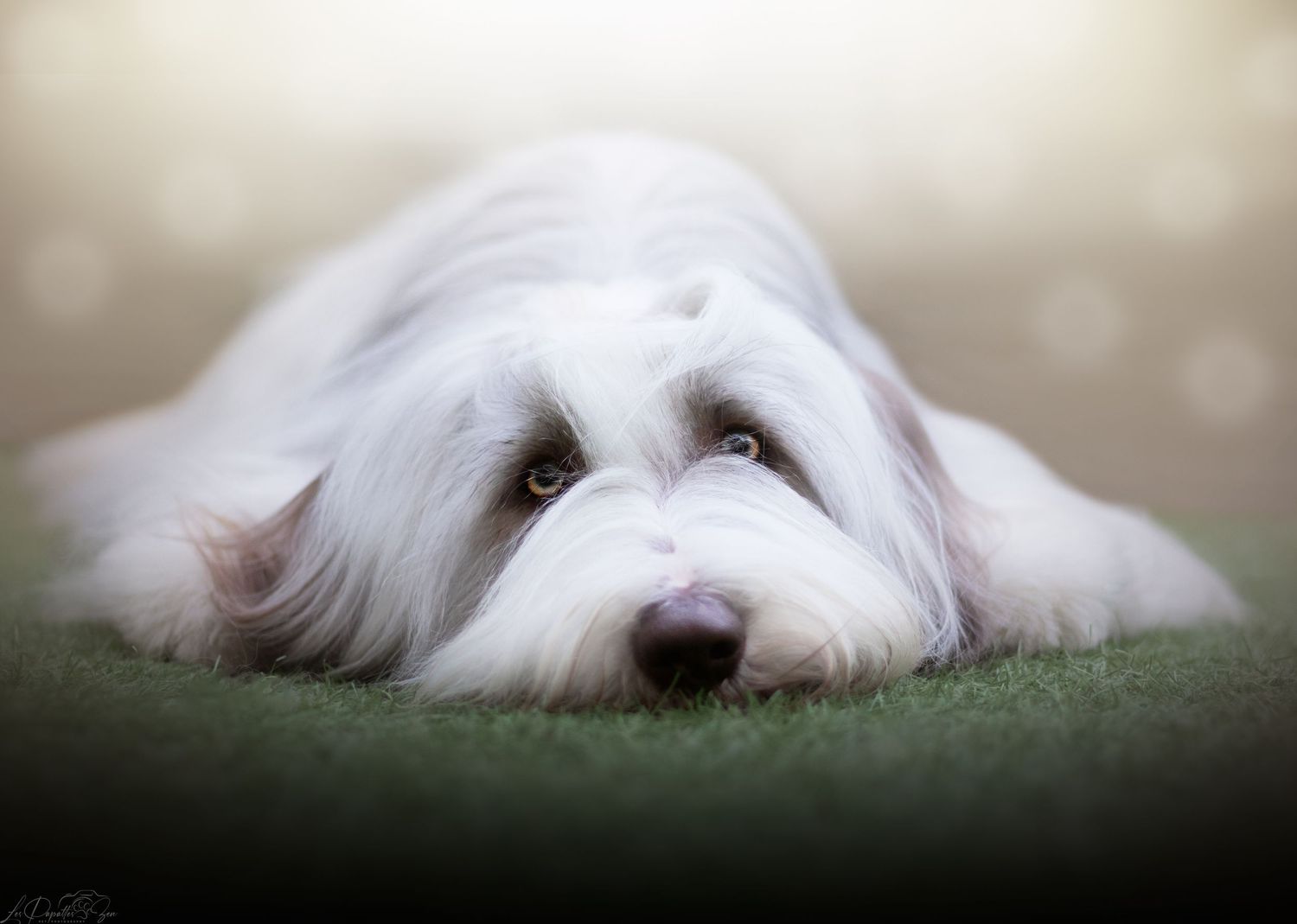 “Séance photo extérieure avec chien – côte belge”