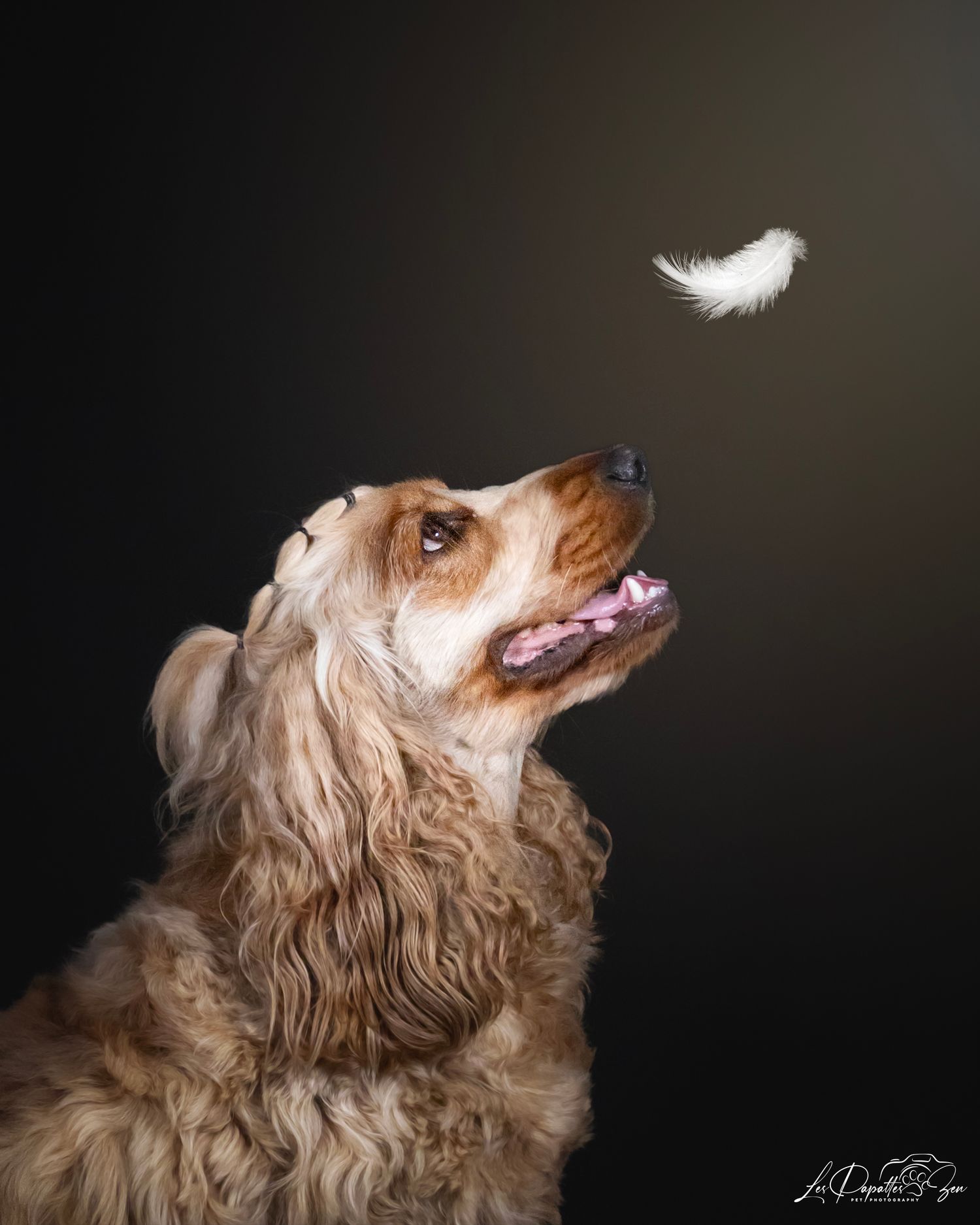 “Portrait de chien cocker en studio – photographe animalier Belgique”