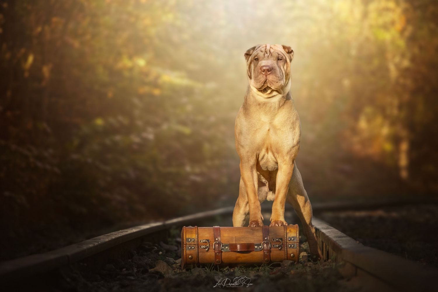 “Séance photo extérieure avec chien sharpei sur des rails– côte belge”