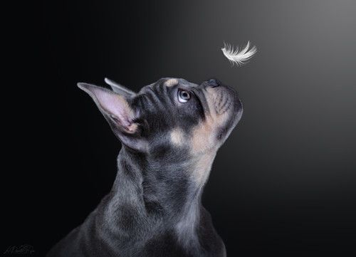 “Portrait de chien bouledogue français en studio – photographe animalier Belgique”
