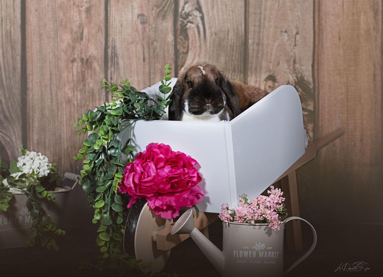 “Portrait de lapin en studio en brouette– photographe animalier Belgique”