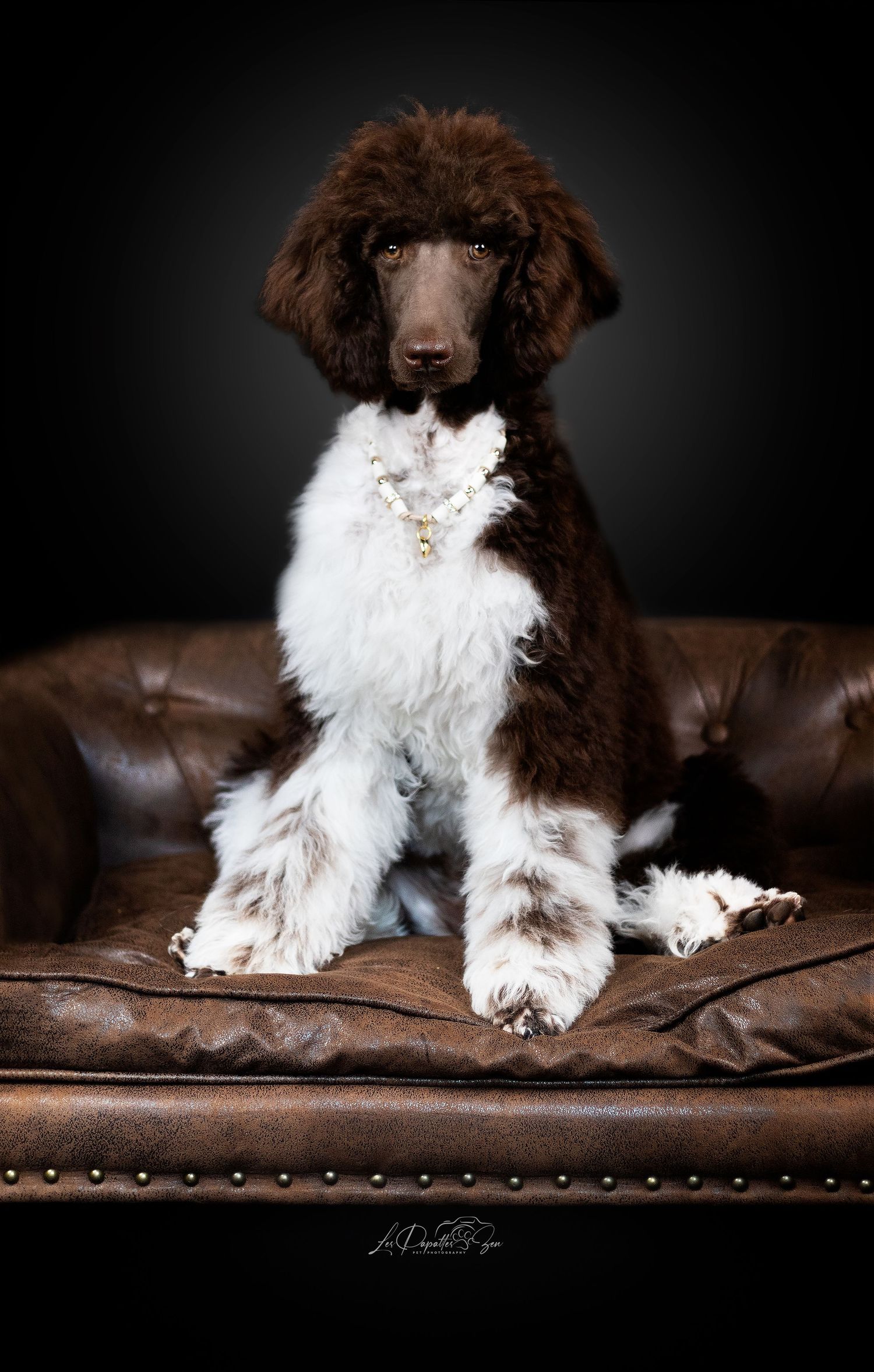 “Portrait de bébé chien caniche royale en studio – photographe animalier Belgique”
