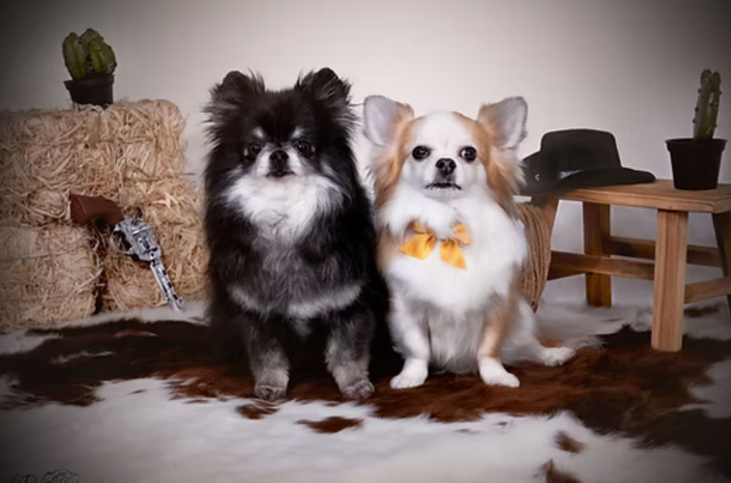 “Portrait de chien chihuahuas en studio – photographe animalier Belgique”
