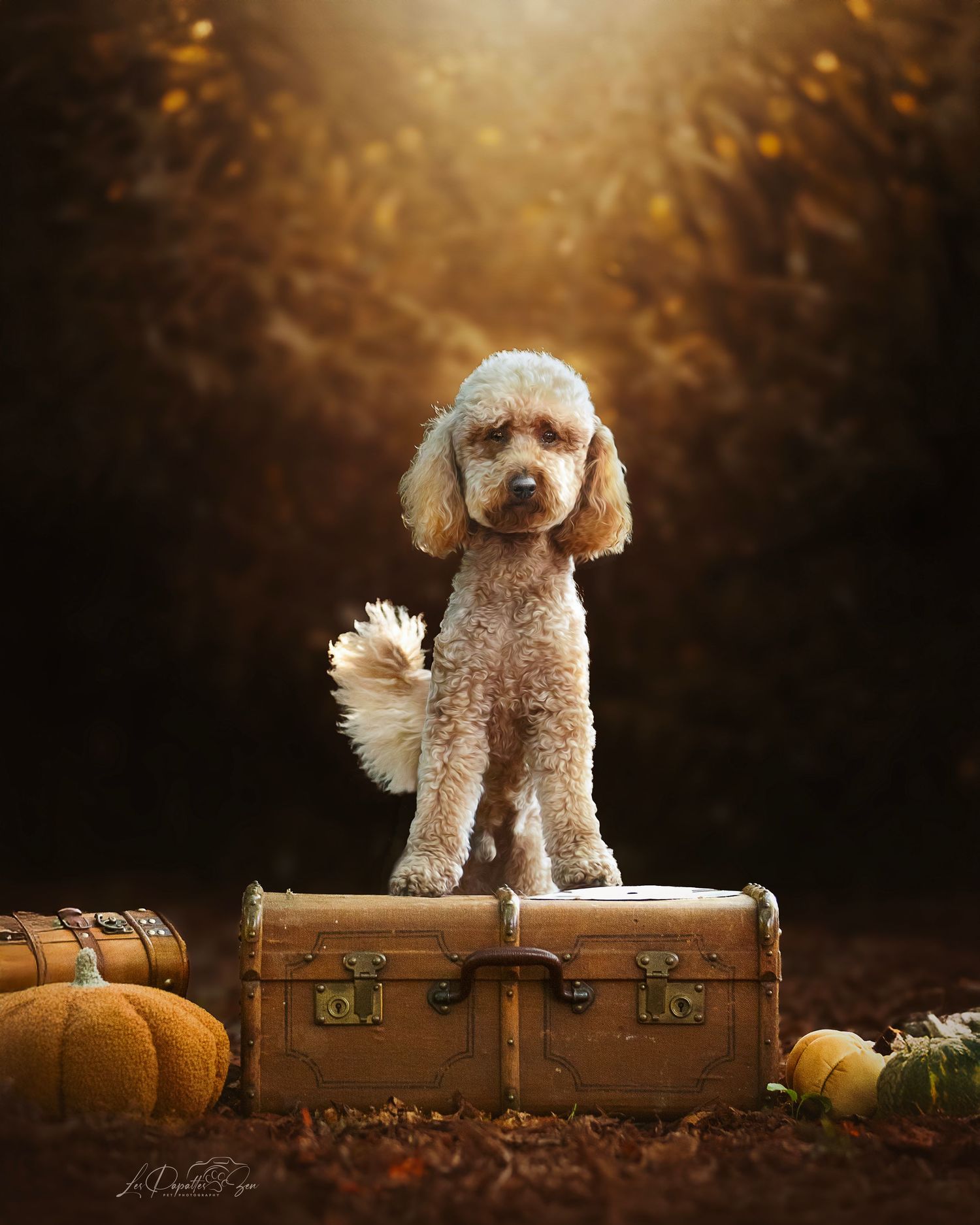 “Séance photo extérieure avec chien caniche moyen– côte belge”