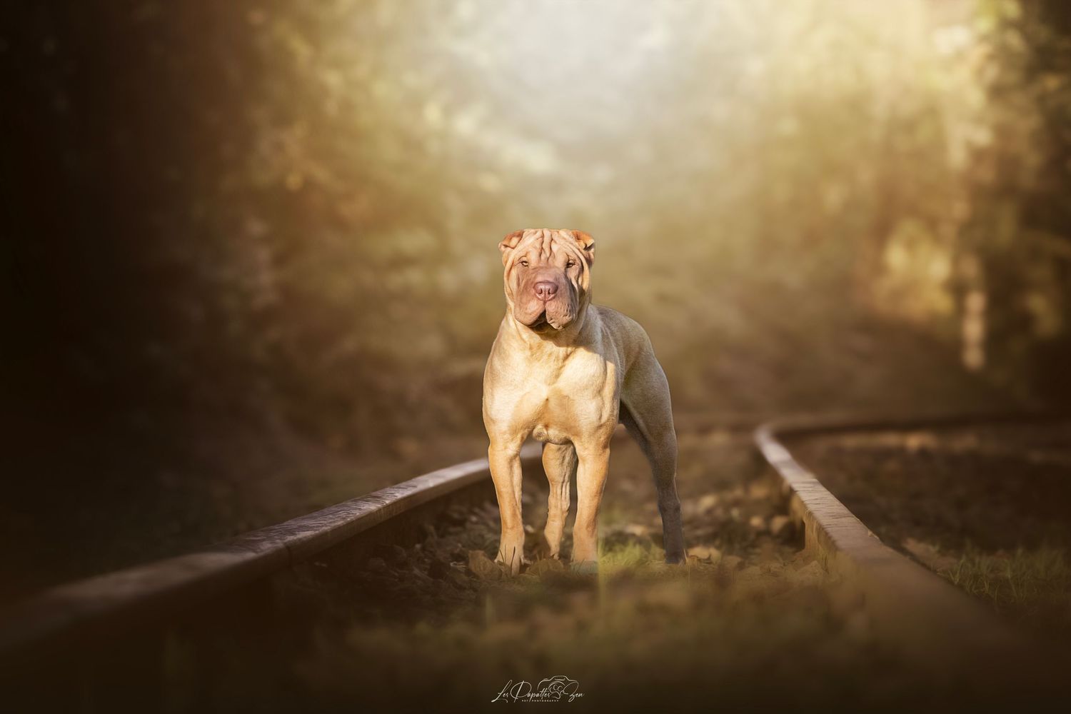 “Séance photo extérieure avec chien sharpei– côte belge”