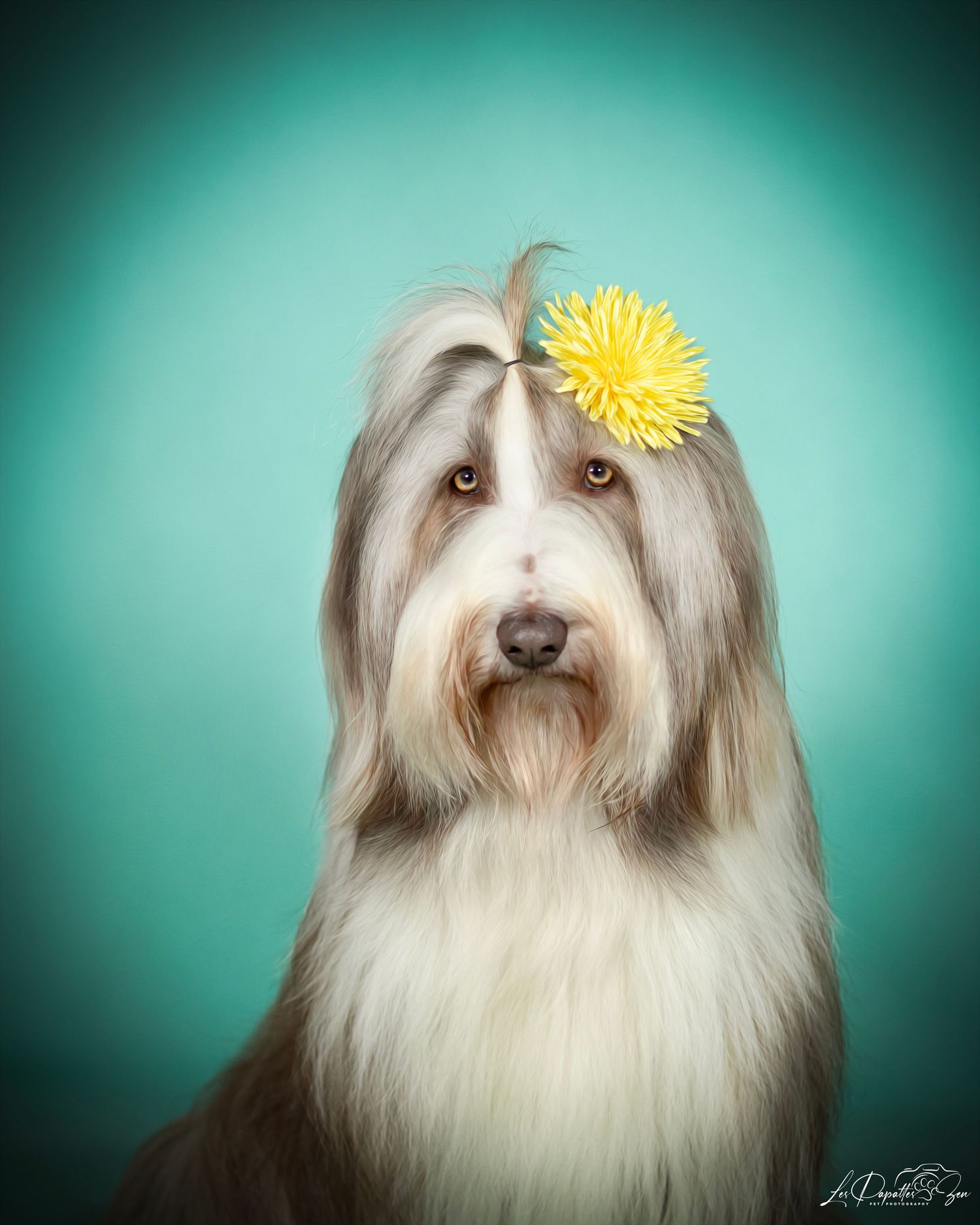 “Portrait de chien bearded collie en studio – photographe animalier Belgique”