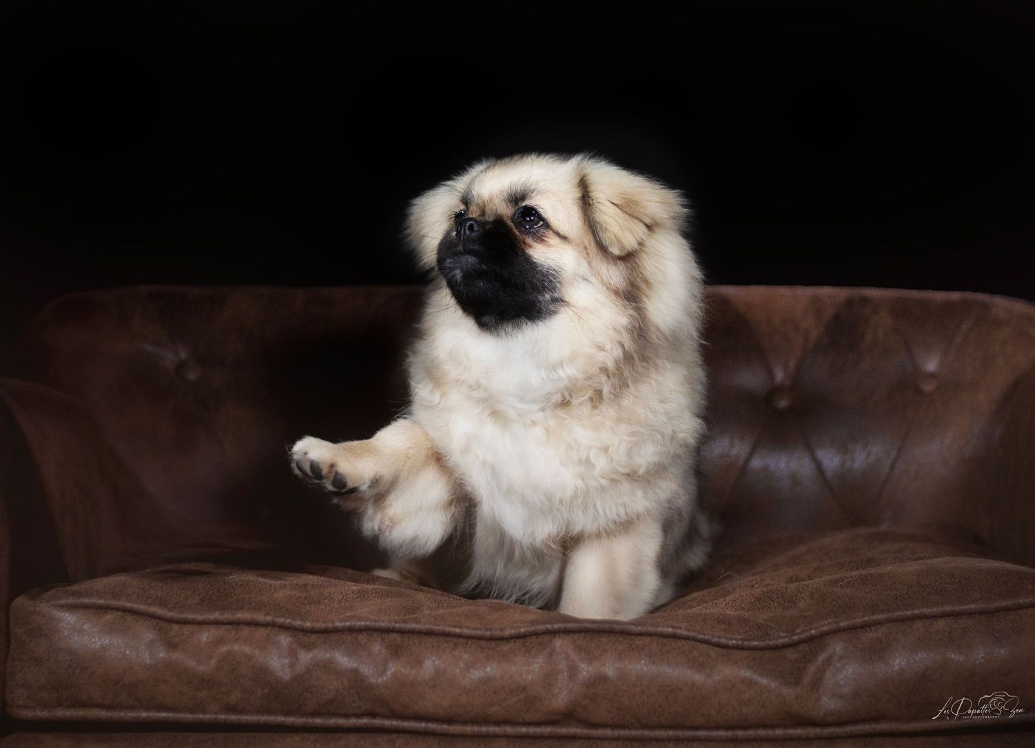 “Portrait de chien épagneul tibétain  en studio  – photographe animalier Belgique”