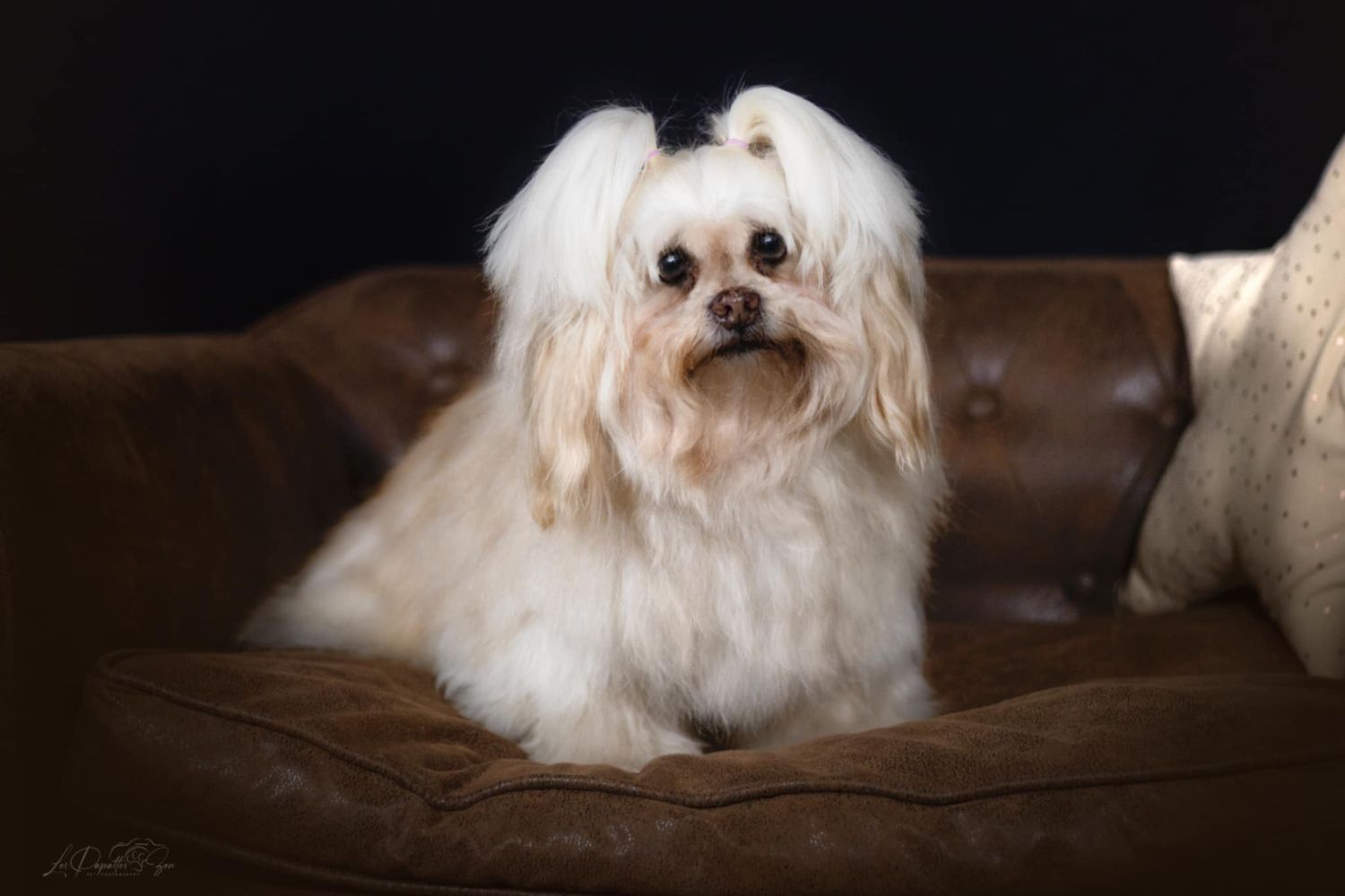 “Portrait de chien Lhassa apso en studio – photographe animalier Belgique”