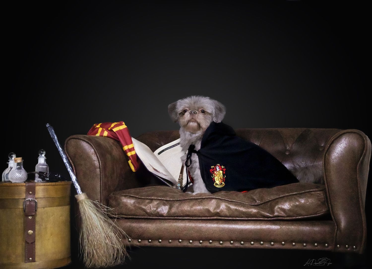 “Portrait de chien shih tzu en studio style Harry Potter – photographe animalier Belgique”
