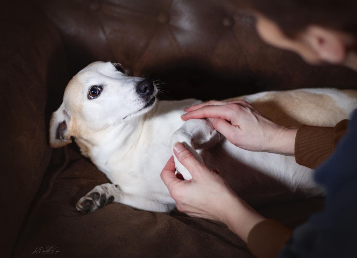 “Portrait de chien jack russel en studio – photographe animalier Belgique”