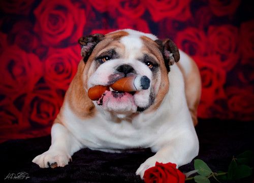 “Portrait de chien Bouledogue Anglais en studio avec un cigare – photographe animalier Belgique”