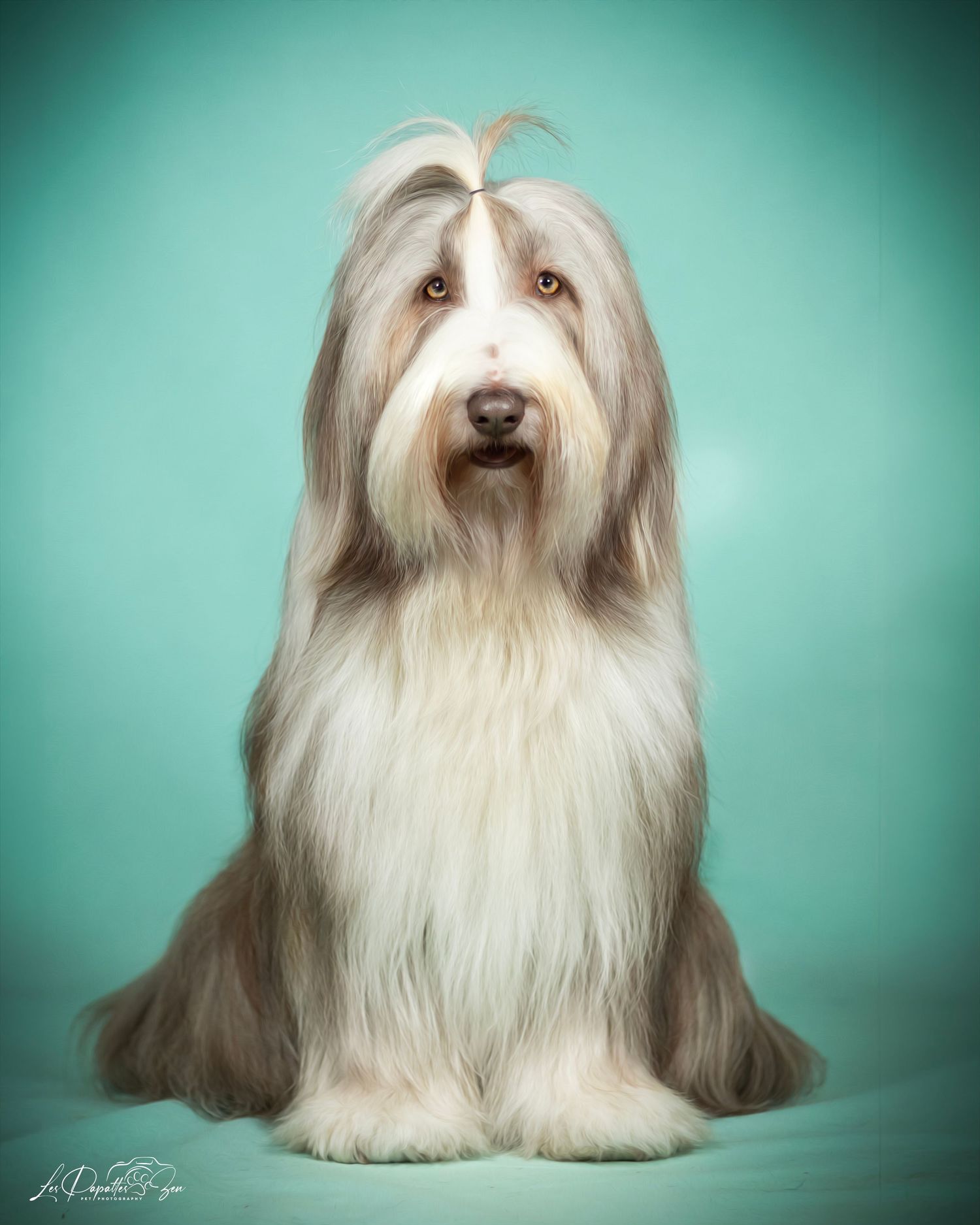 “Portrait de chien bearded collie en studio – photographe animalier Belgique”