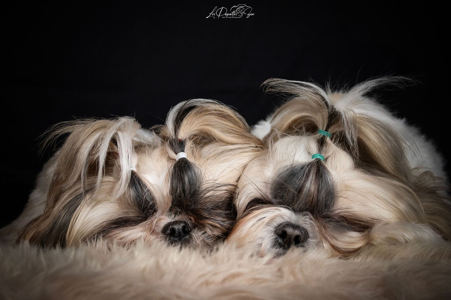 “Portrait de chien shih tzu en studio – photographe animalier Belgique”