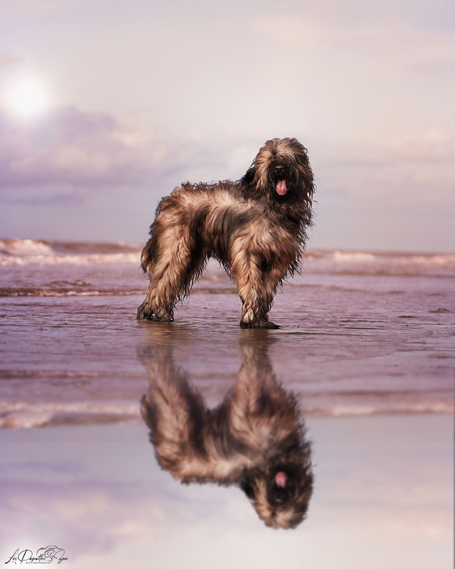 “Séance photo extérieure avec chien briard– côte belge”